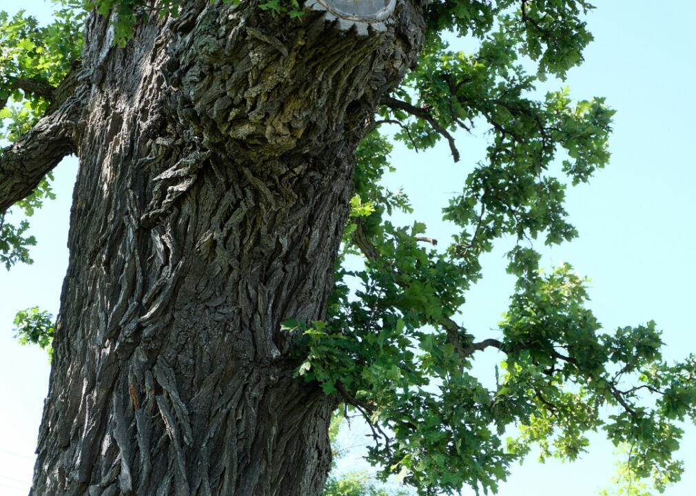 Answer: Tree #20